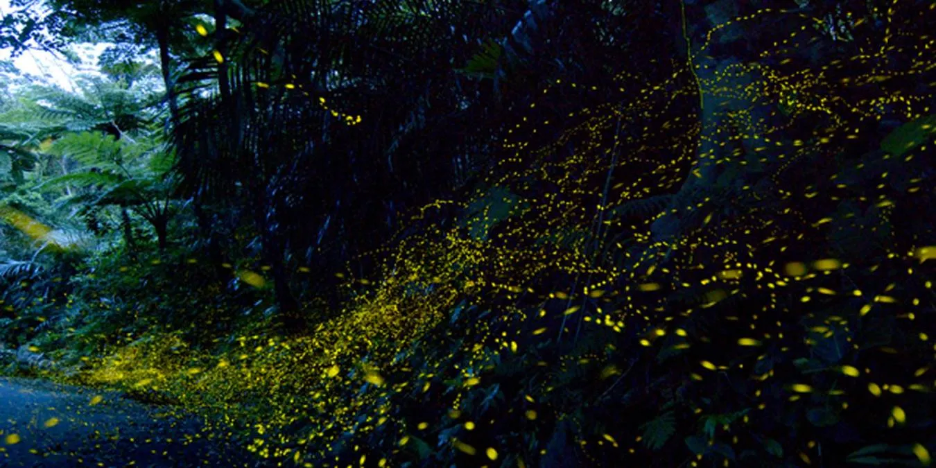 オプショナルツアー イメージ