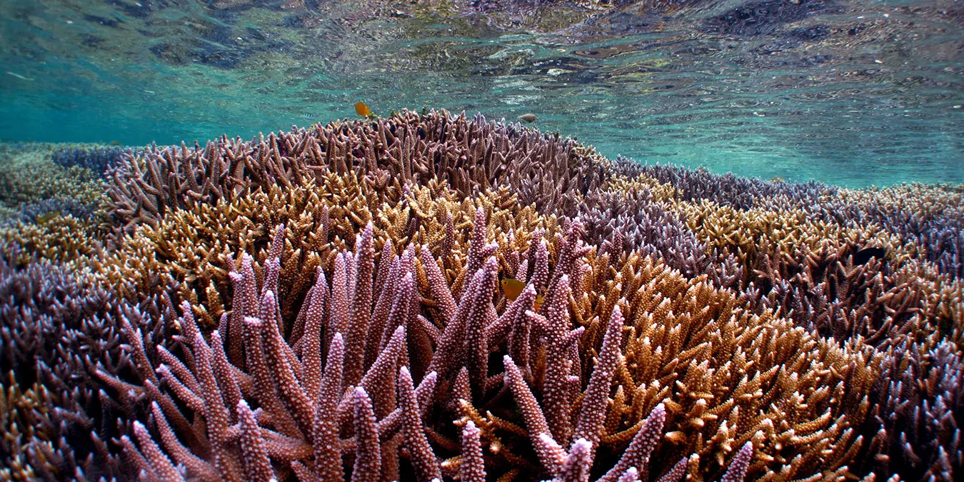 フサキビーチリゾート