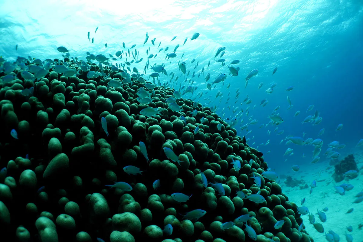 美しい石垣島の海を守るため、皆様のご協力をお願いします